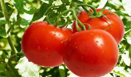 افزایش عرضه گوجه فرنگی امری مهم در تعادل بازار