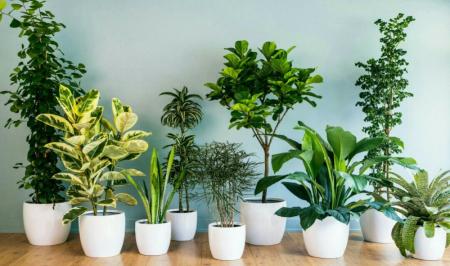 بهترین گیاهانی که تصفیه کننده هوای خانه هستند