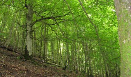 امسال سازمان جنگل‌ها با نیروهای حفاظتی جنگل‌ قرارداد نبست!