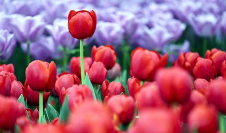 کاشت هزاران گل لاله به  یاد وخاطره مادر+تصاویر