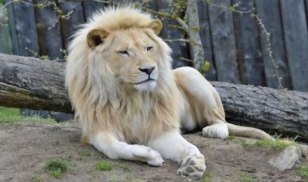  حدود ۸۰ سال است که شیر ایرانی در طبیعت ایران منقرض شده است