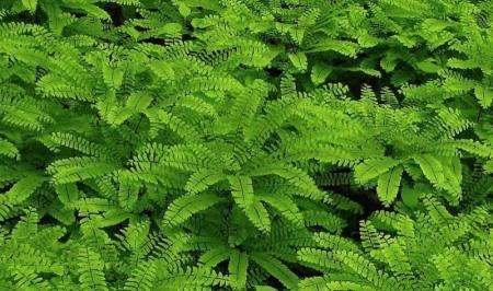 با خواص  پرسیاوشان بیشتر آشناشوید