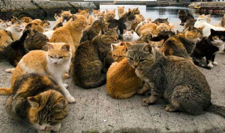 کشتار میلیون‌ها گربه خیابانی توسط دولت استرالیا