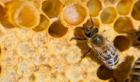 تولید ژل رویال  به صنعت زنبورداری رونق داده است+فیلم