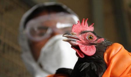 آنفلوآنزای پرندگان به انسان سرایت می‌کند؟