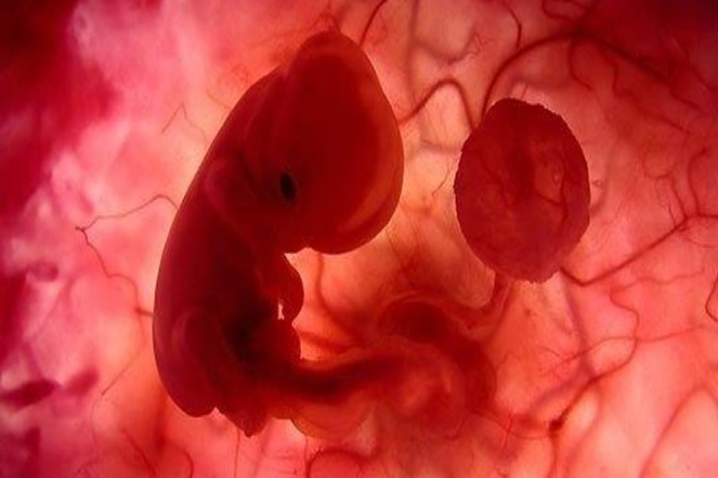 اثر سرما و گرما را بر روی رشد مغز جنین