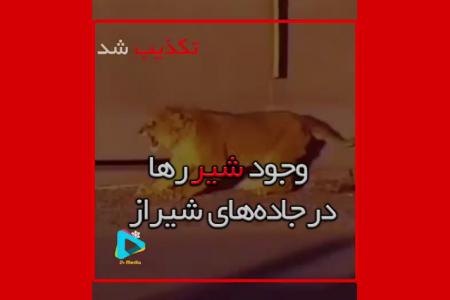 فیلم| شیرهاى رها شده در جاده شیراز