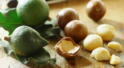 چلغوز، یک آجیل اشرافی + عکس    