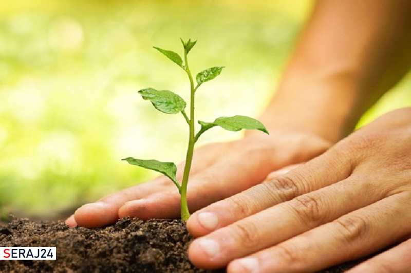 کاشت 200 اصله نهال به نیت شهدای شورین همدان