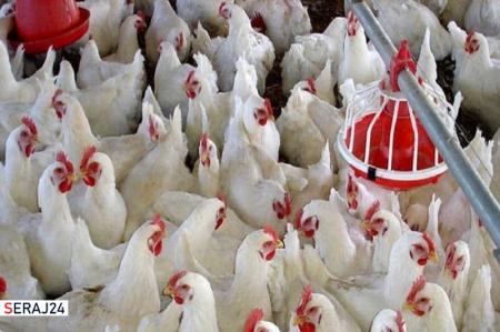  اقدامی جهادی برای افزایش ضریب خوداتکایی سیستان و بلوچستان به گوشت مرغ 