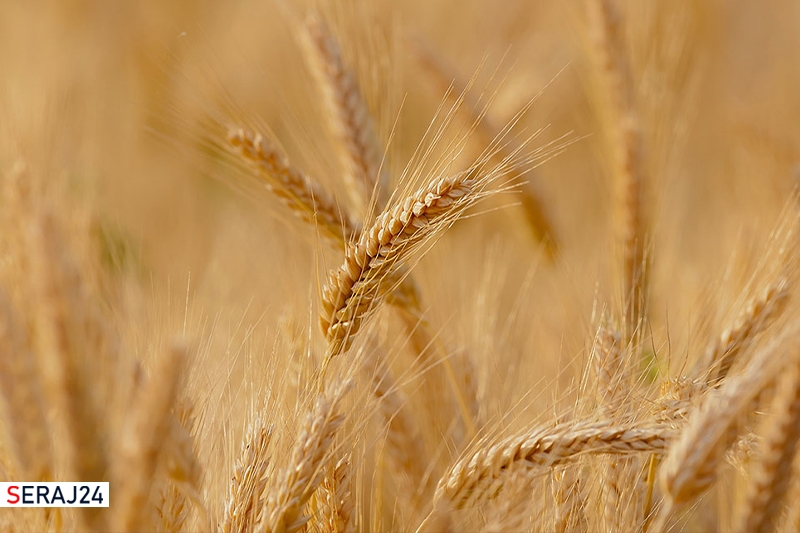 گندمها آلوده نیستند