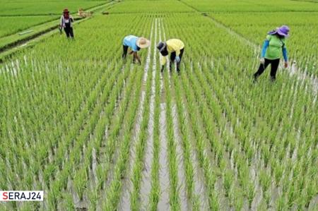 کاشت برنج در دورود موجب از بین رفتن منابع آب زیر زمینی شده است