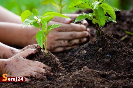 بیابان زدایی در هرمزگان با مالچ پاشی و نهال کاری