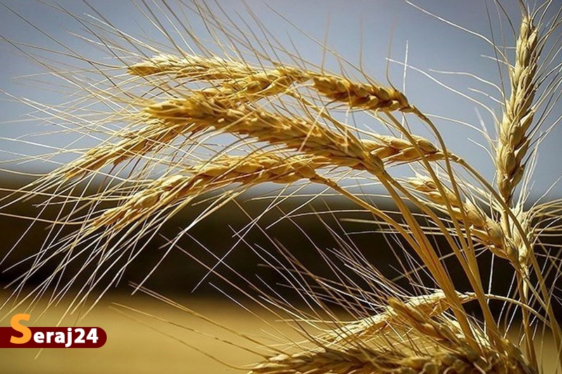 پیش‌بینی برداشت ۹ میلیون تن گندم در کشور
