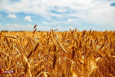پیش‌بینی خرید تضمینی ۵.۵ میلیون تن گندم در سال جاری/ توسعه کشت کلزا برنامه وزارت جهاد کشاورزی است