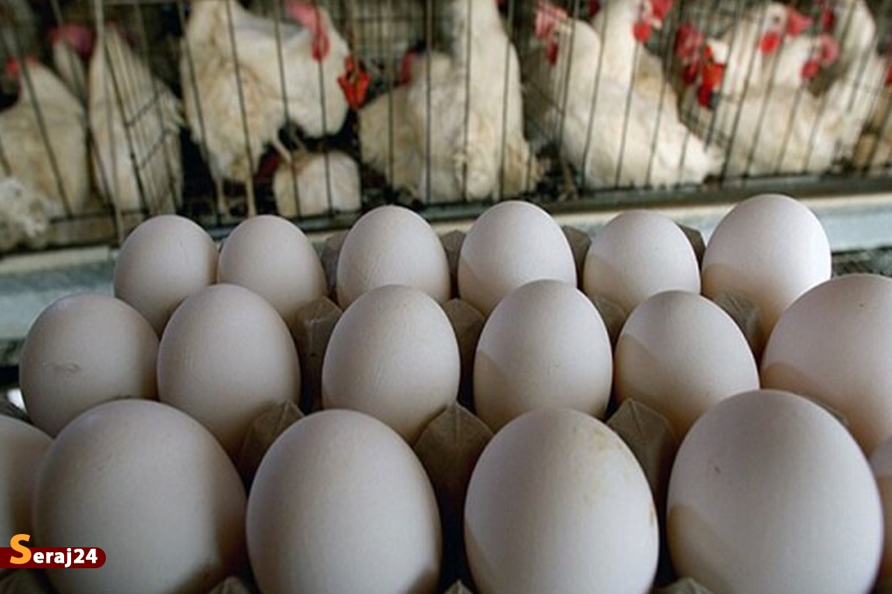 برنامه‌های دولت برای حمایت از تولید مرغ و تخم‌مرغ