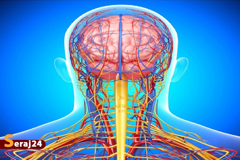 چند واقعیت درباره سیستم عصبی انسان