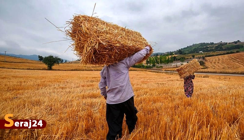 خرید تضمینی گندوم|بازگشت اعتماد کشاورزان به دولت