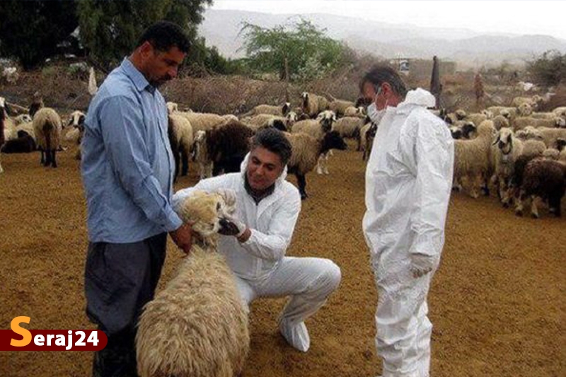 نگران شیوع بیماری «تب کریمه کنگو» هستیم