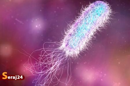 باکتری‌ مقاوم به آنتی‌بیوتیک که از خوک به انسان منتقل می‌شود