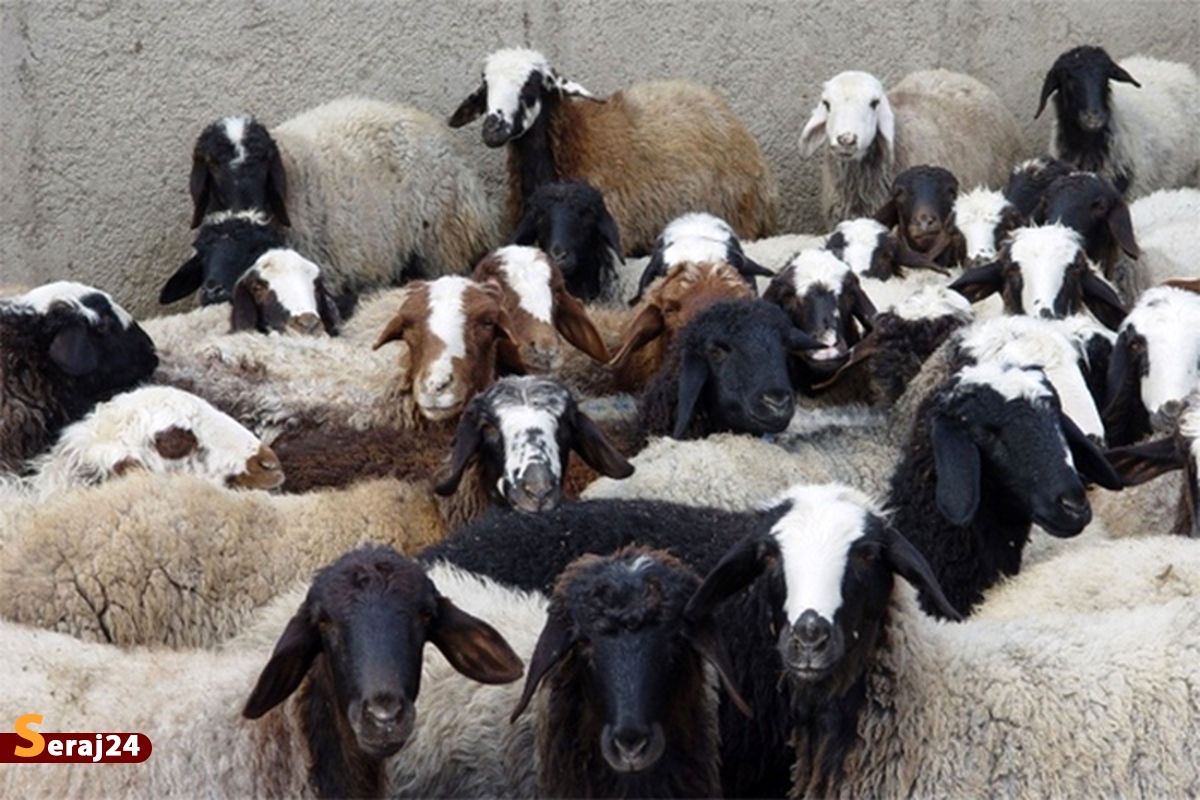 قیمت گوسفند زنده برای عید قربان