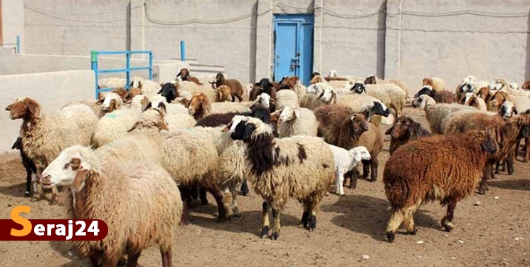 ذبح و توزیع گوشت ۱۰۰ راس گوسفند عقیقه در مناطق زلزله‌زده هرمزگان