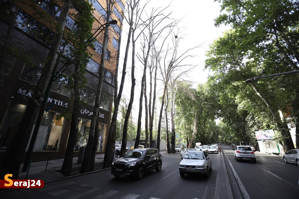 جریمه 117میلیاردتومانی برای خشکاندن درختان خیابان ولیعصر(عج)