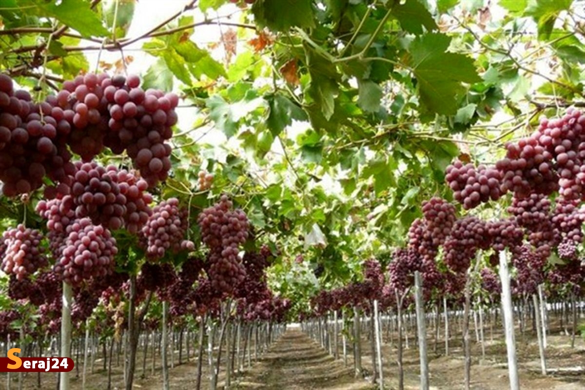 طرح «فراز انگور» از راهکارهای اصلاح و احیای تاکستان‌های کشور و بهینه کردن تولید