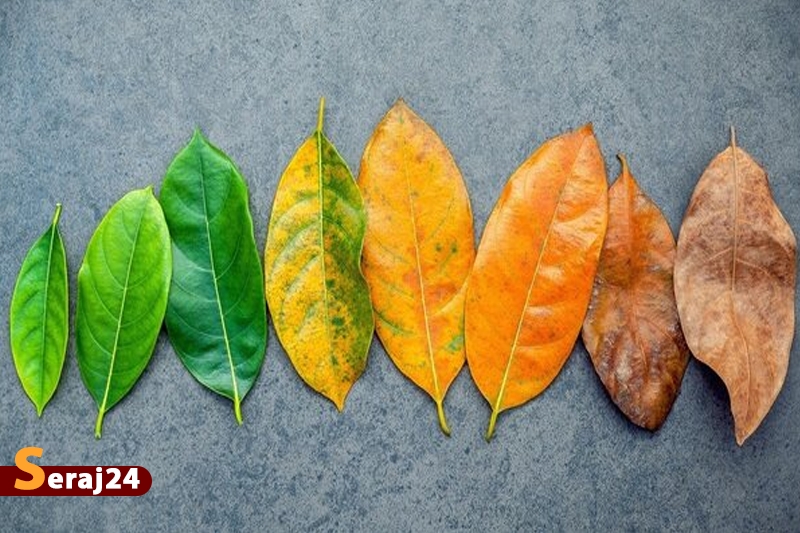 دلیل علاقه‌ بیشتر ما به یک فصل خاص چیست؟