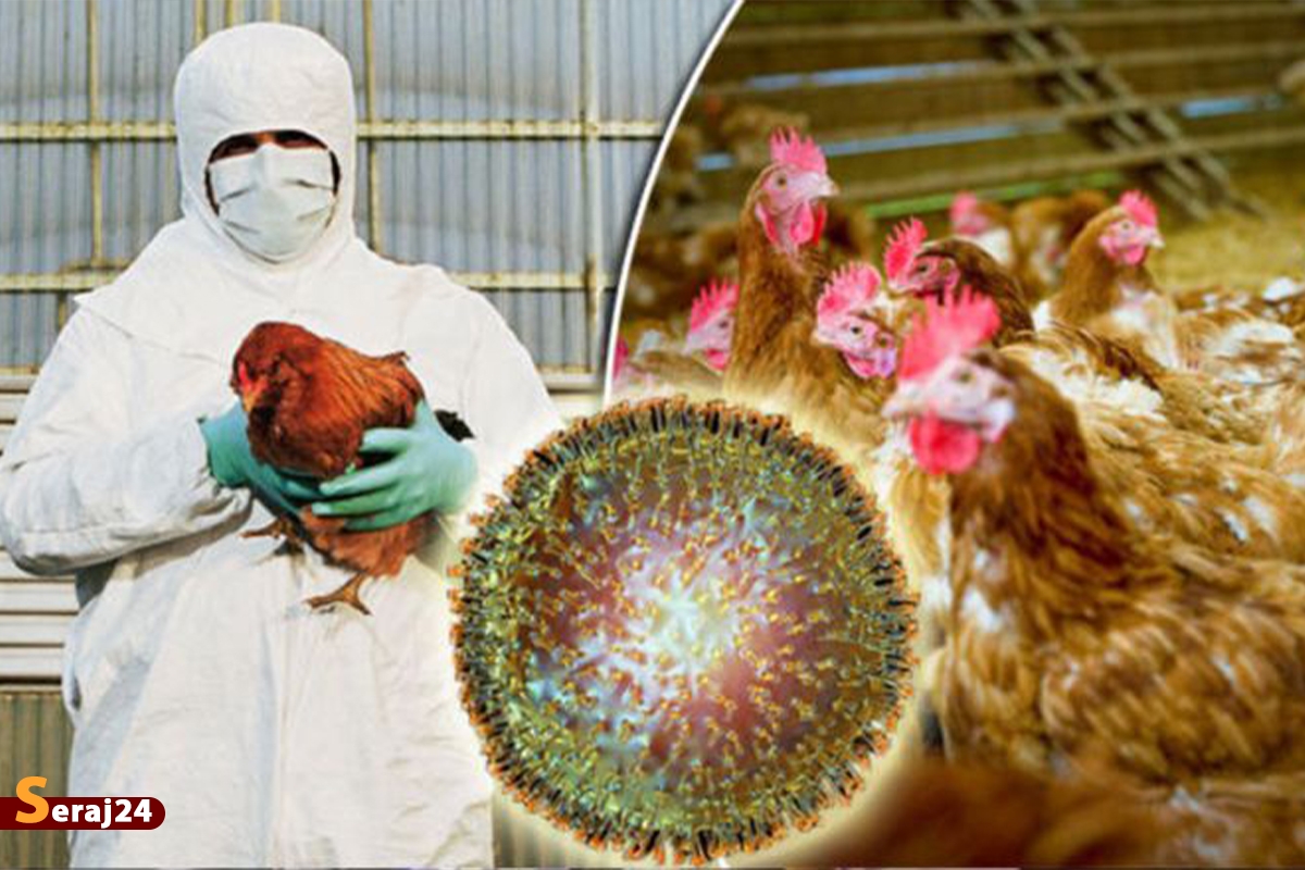 موردی از آنفلوآنزای فوق حاد پرندگان در کشور مشاهده نشده است
