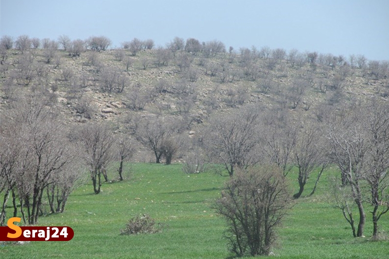 قاچاق بی‌ رحمانه درختان ارزشمند بلوط