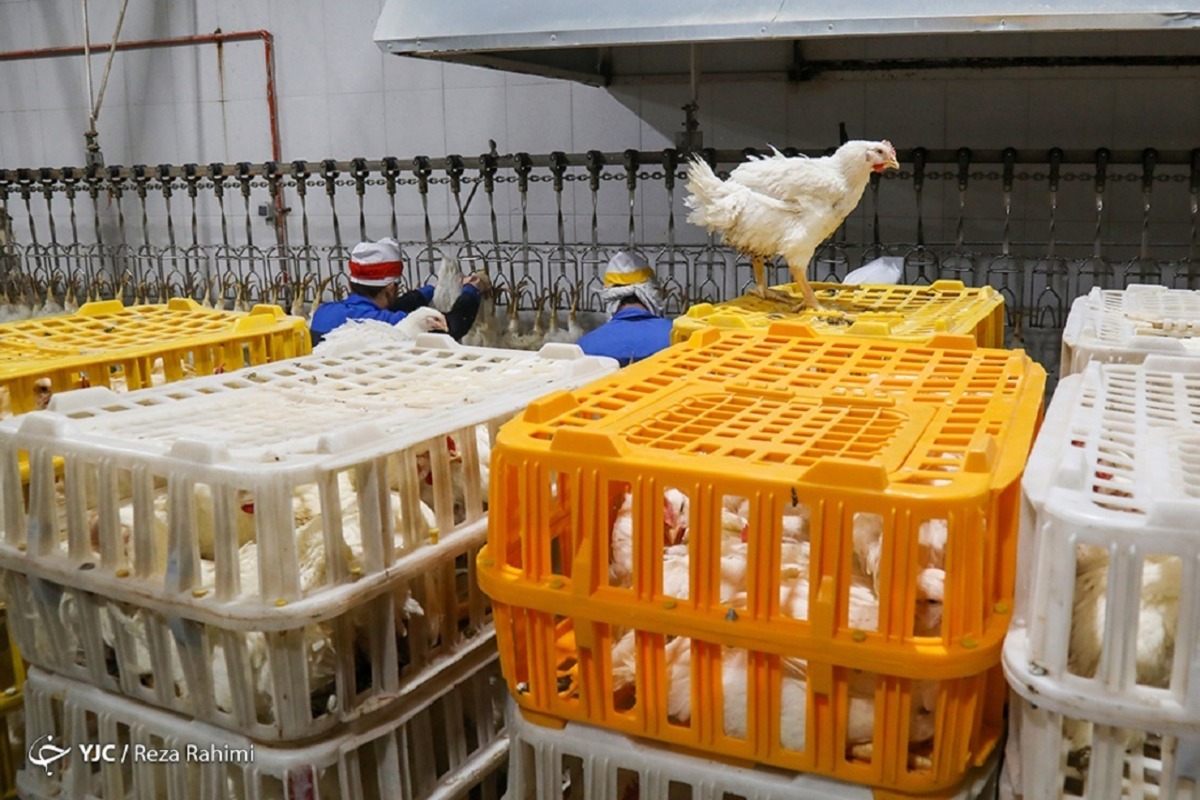 اثر ذخیره سازی خانگی مرغ بر بازار چه بود؟