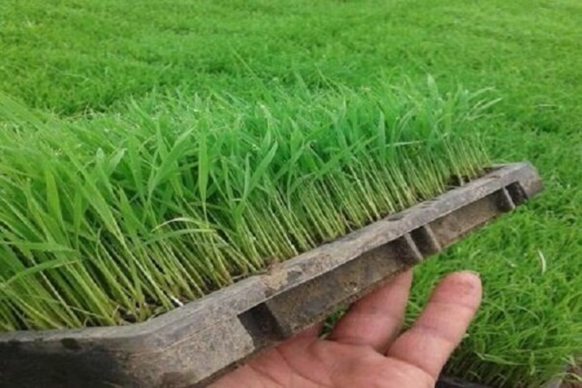 برخی کودها باعث مسمومیت خاک می شود
