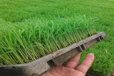 برخی کودها باعث مسمومیت خاک می شود