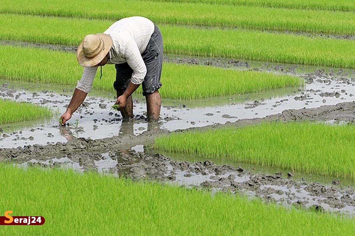 سالانه به ۱.۵ میلیون تن برنج نیاز است