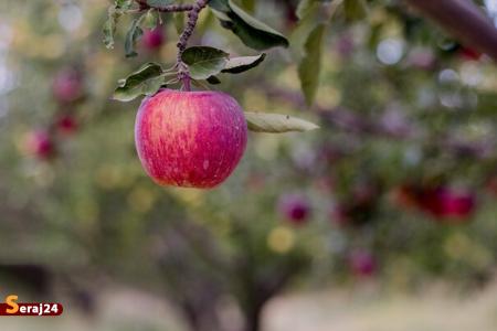 فرصت ۲ ماهه صادرات ۴۵۰ هزار تن سیب آذربایجان غربی