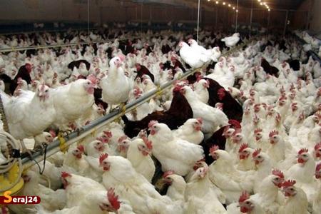 چراغ سبز وزارت جهاد به حذف مرغ‌‌‌های مادر گوشتی مسن