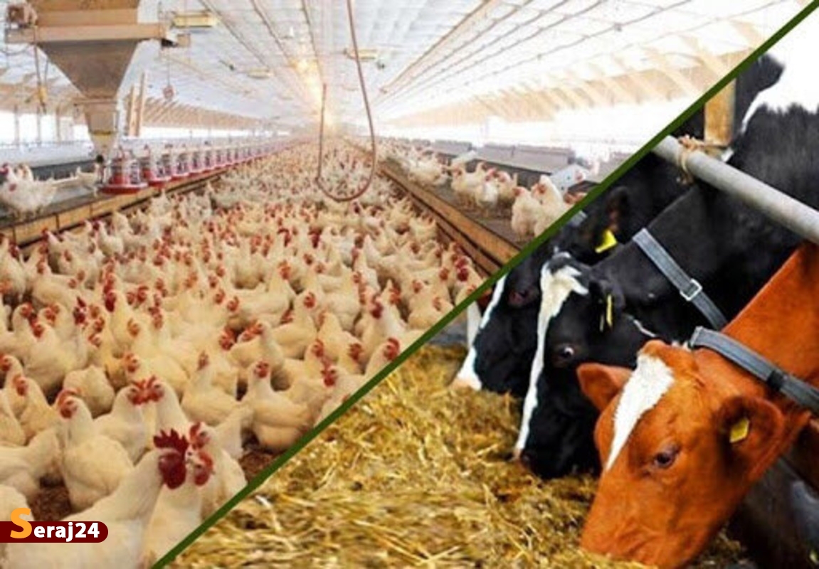 کالابرگ باعث افزایش قیمت نمی شود/ حمایت ویژه  از تولید گوشت و مرغ