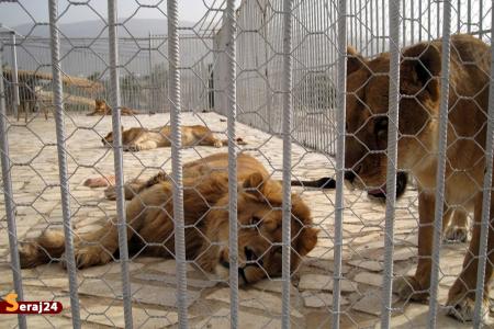 آغاز رتبه بندی ۷۰ باغ وحش کشور