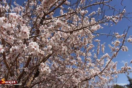 شکوفه‌های بهاری در گوشه و کنار ایران + تصاویر 