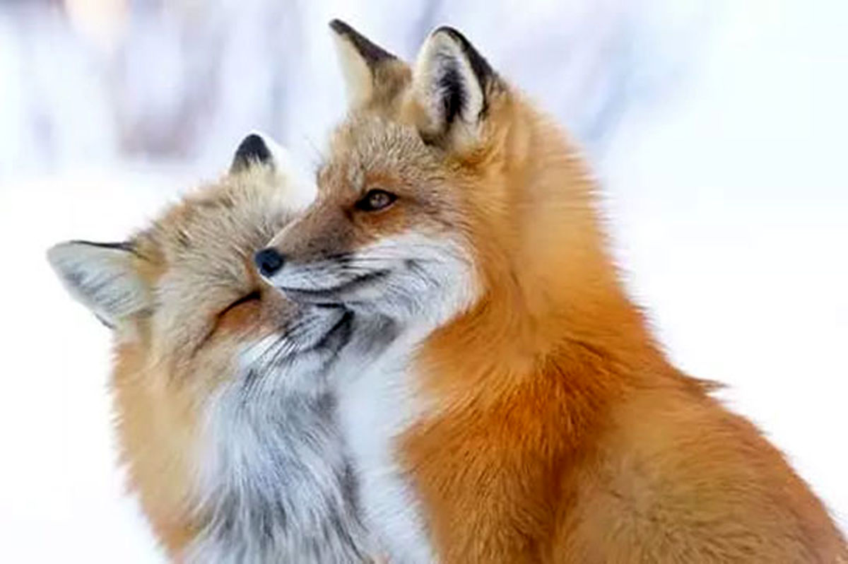 حیات وحش در کشور روباه های پیر + تصاویر