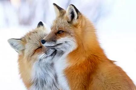 حیات وحش در کشور روباه های پیر + تصاویر