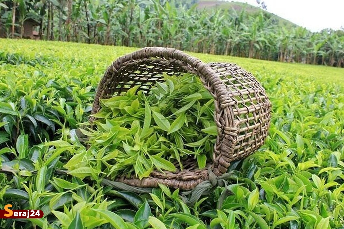 دولت سیزدهم چگونه مانع تخلفات ارزی در واردات چای شد؟