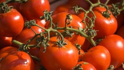دلایل گرانی گوجه فرنگی در آغاز بهار/ قیمت ۶۰۰ تومانی هر کیلو در مزرعه