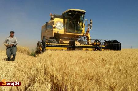 پیش‌بینی خرید ۸.۵ میلیون تن گندم از کشاورزان