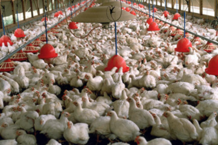 حسن زاده: اتحادیه ها می توانند بازار مرغ و گوشت را ساماندهی کنند 