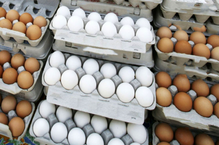 کاشانی: پیگیر اصلاح واقعی قیمت تخم مرغ هستیم