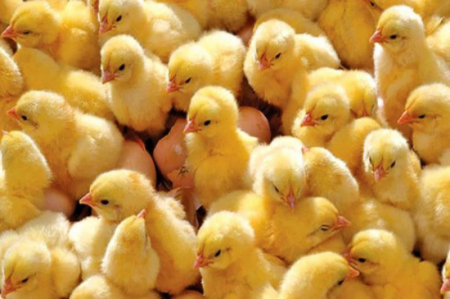 تأمین جوجه یکروزه مورد نیاز مرغداری ها با نرخ مصوب 