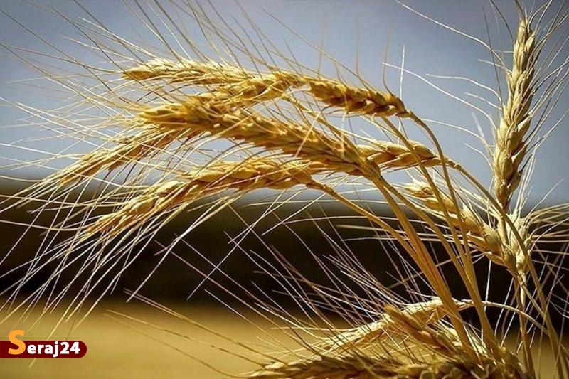 نرخ خرید تضمینی گندم تصویب و ابلاغ شد