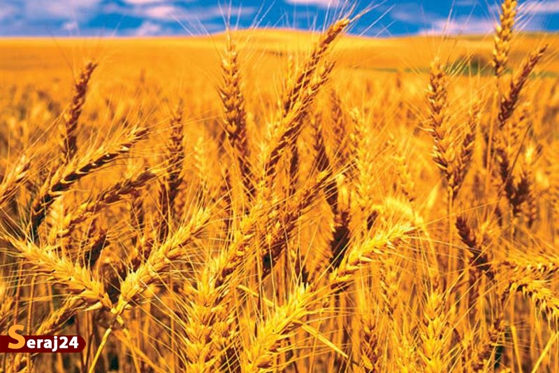 مطالبات گندمکاران تا چند روز آینده واریز می‌شود
